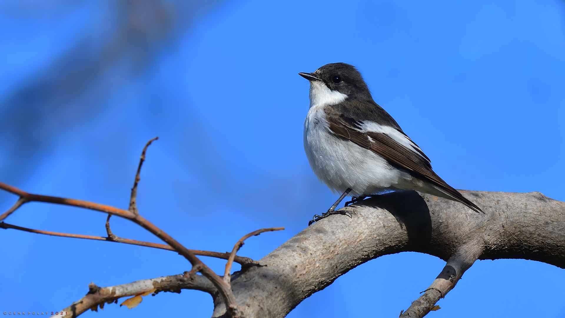 European Pied Flycatcher